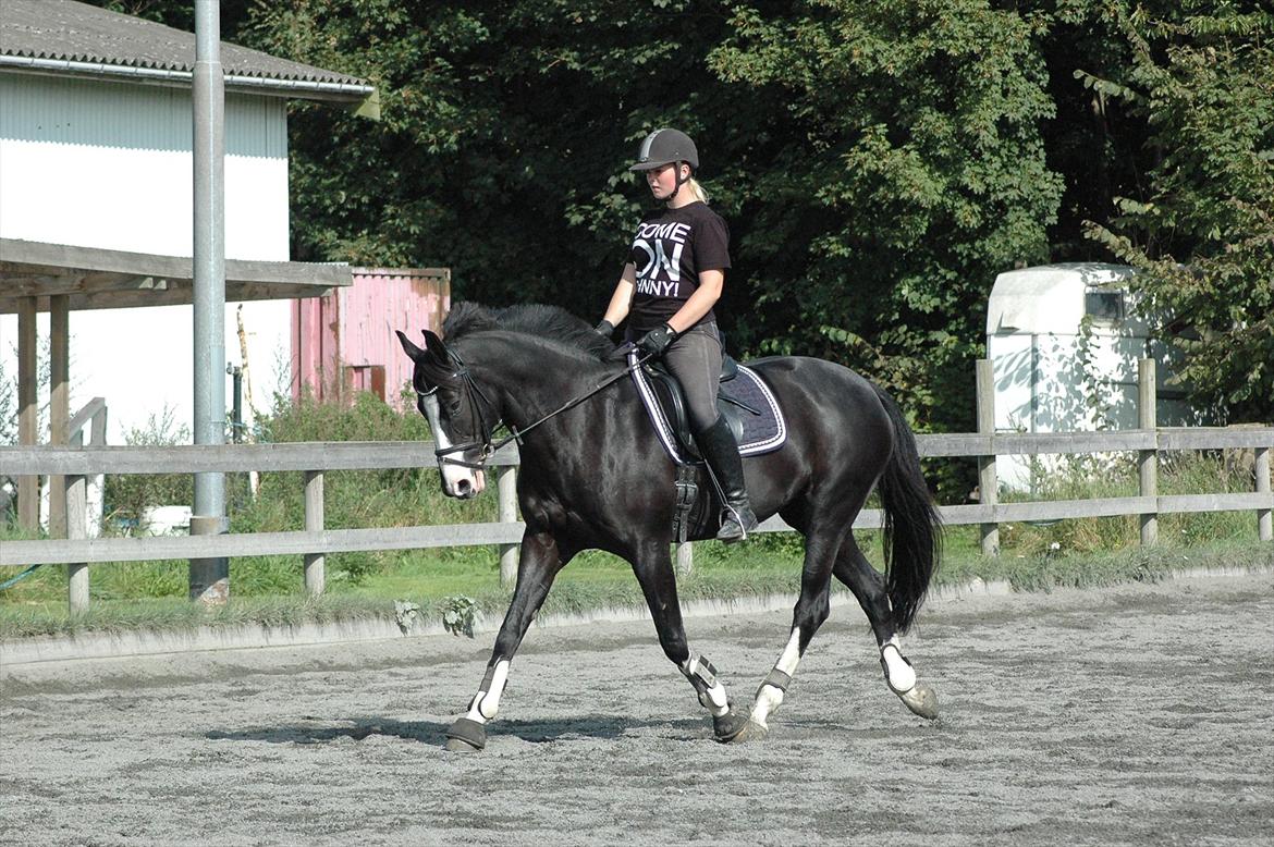 Holstener Prior's Maluta *SOULMATE* R.I.P 15/09/2011 - vores næstsidste ridetur<3 savner dig min stjerne!!!!<3 billede 14
