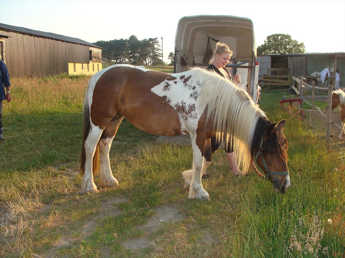 Irish Cob Dancer - Første dag hos os  :) billede 4