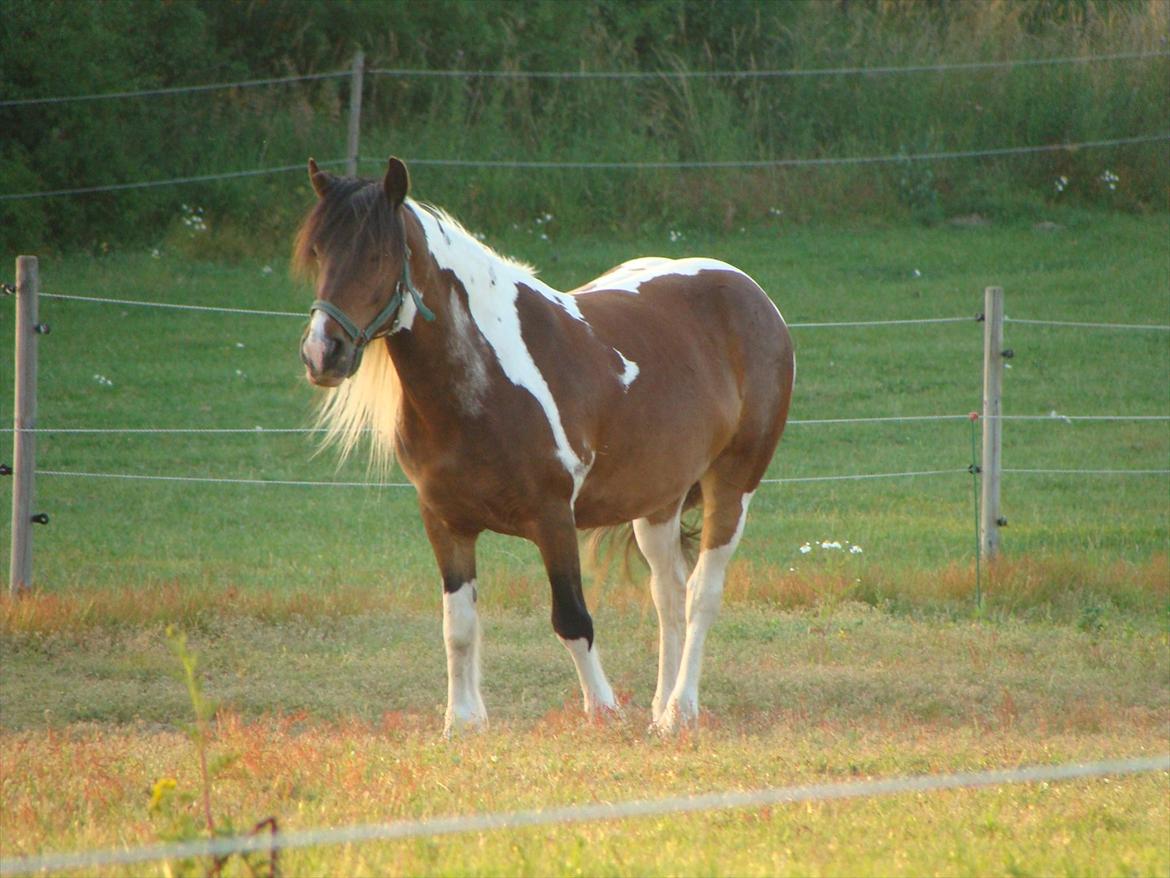 Irish Cob Dancer billede 6