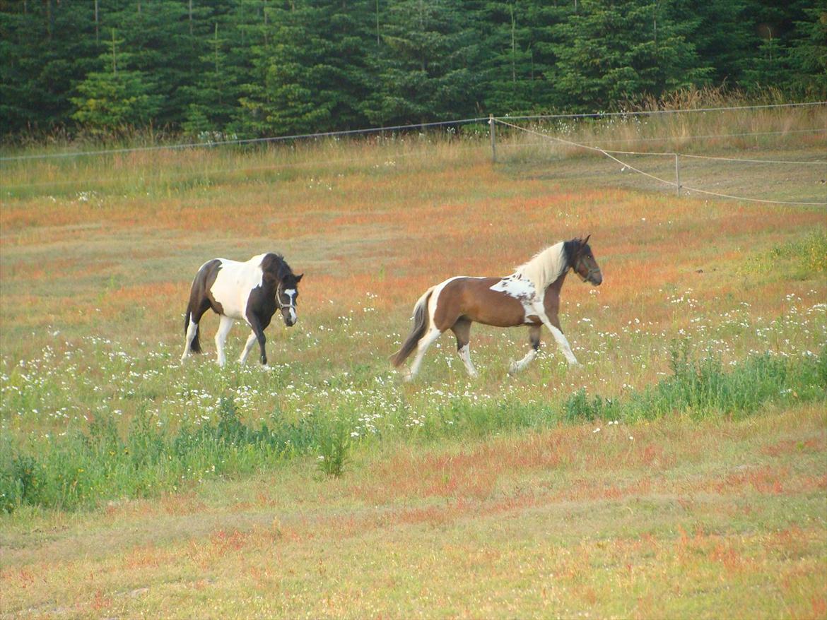 Irish Cob Dancer -  Dancer leger med Cæsar  :) billede 3