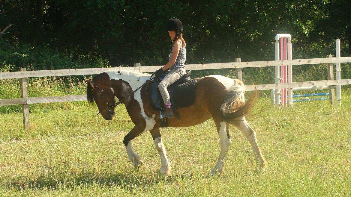 Irish Cob Dancer billede 7