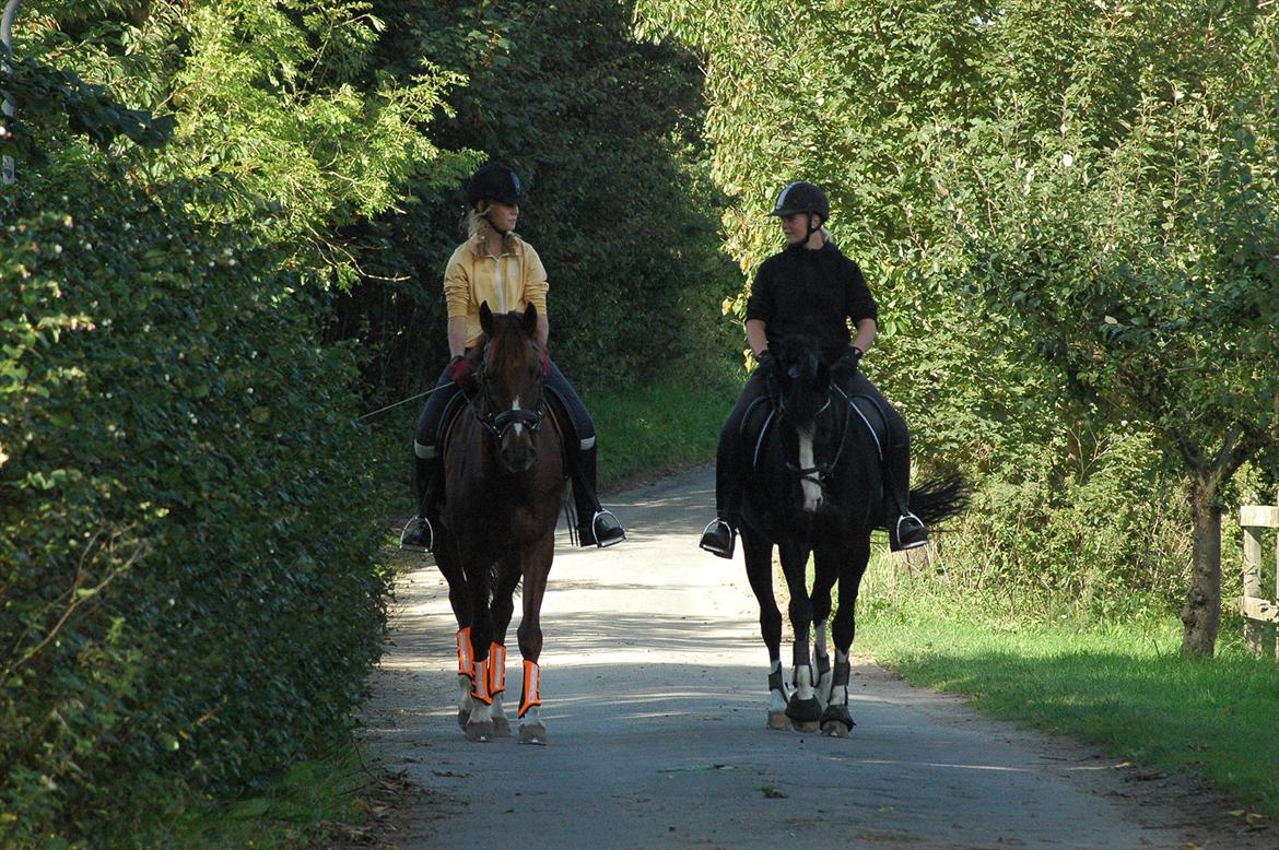 Holstener Prior's Maluta *SOULMATE* R.I.P 15/09/2011 - du er det bedste der nogen sinde er sket for mig !<3  billede 10