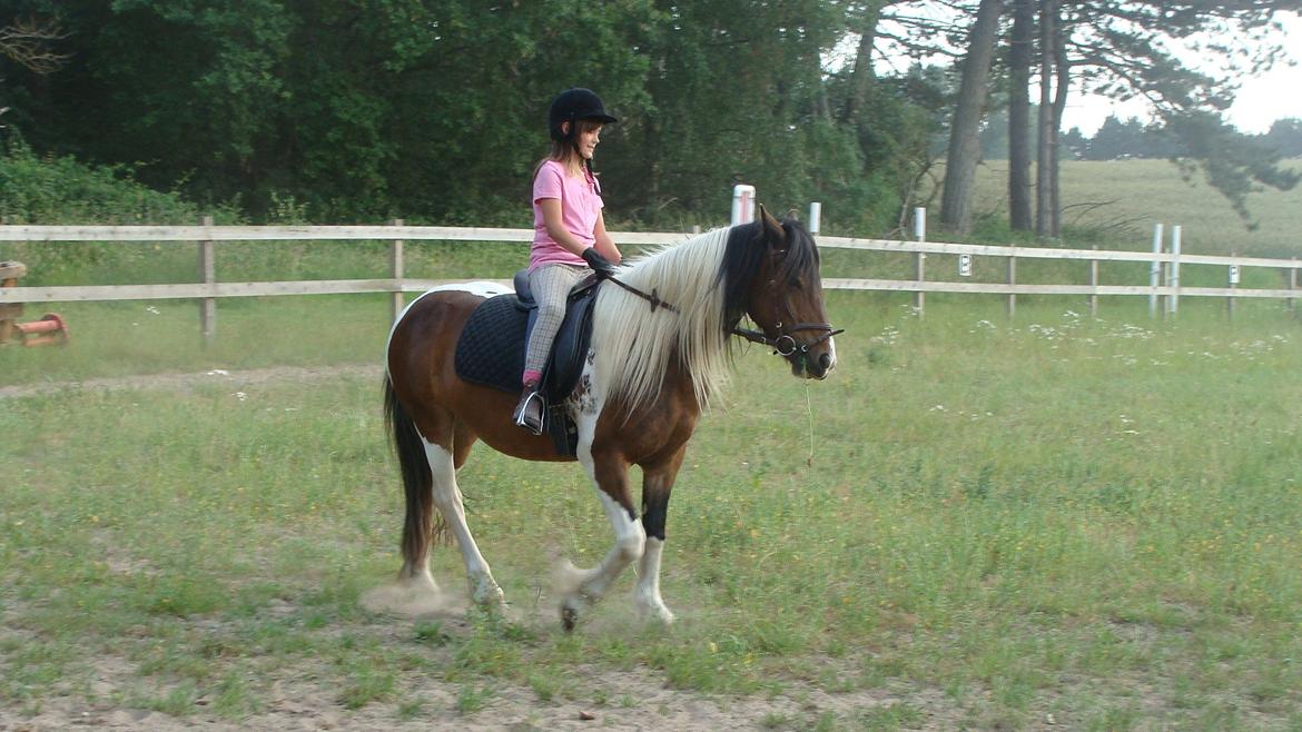 Irish Cob Dancer billede 8
