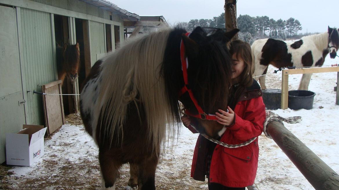 Irish Cob Dancer billede 9