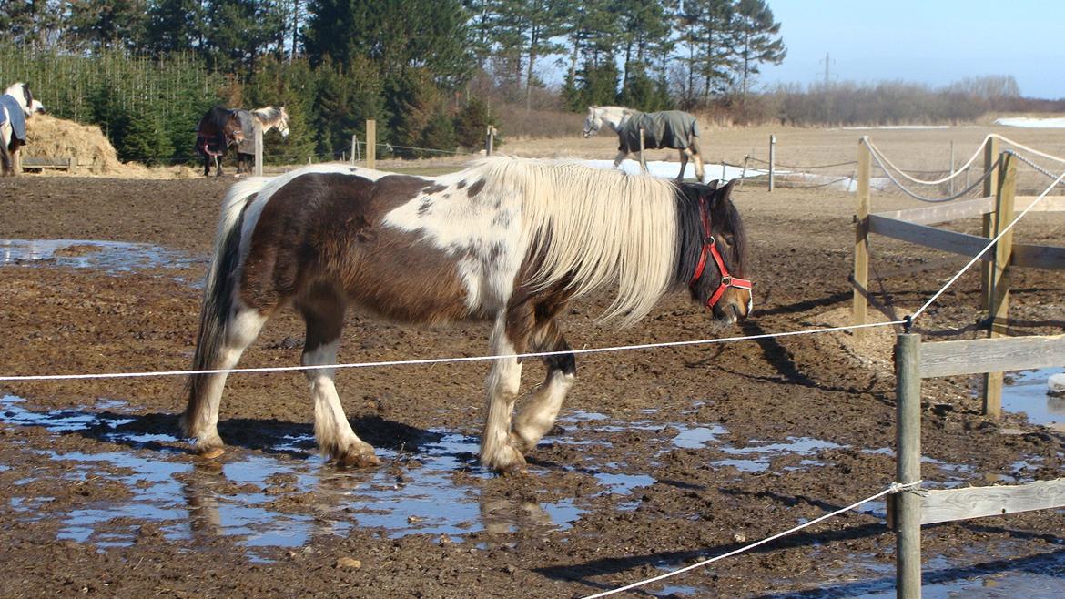 Irish Cob Dancer billede 10