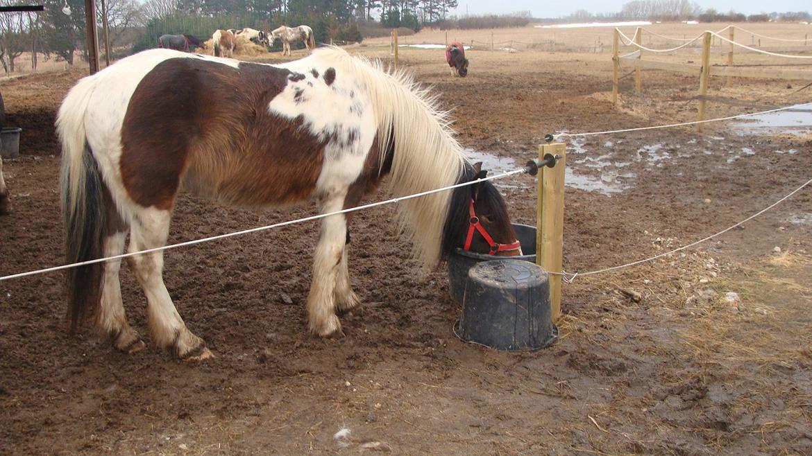 Irish Cob Dancer billede 11