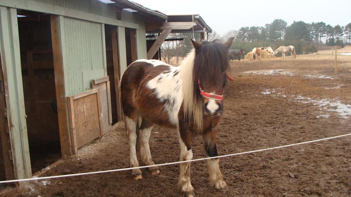 Irish Cob Dancer billede 12