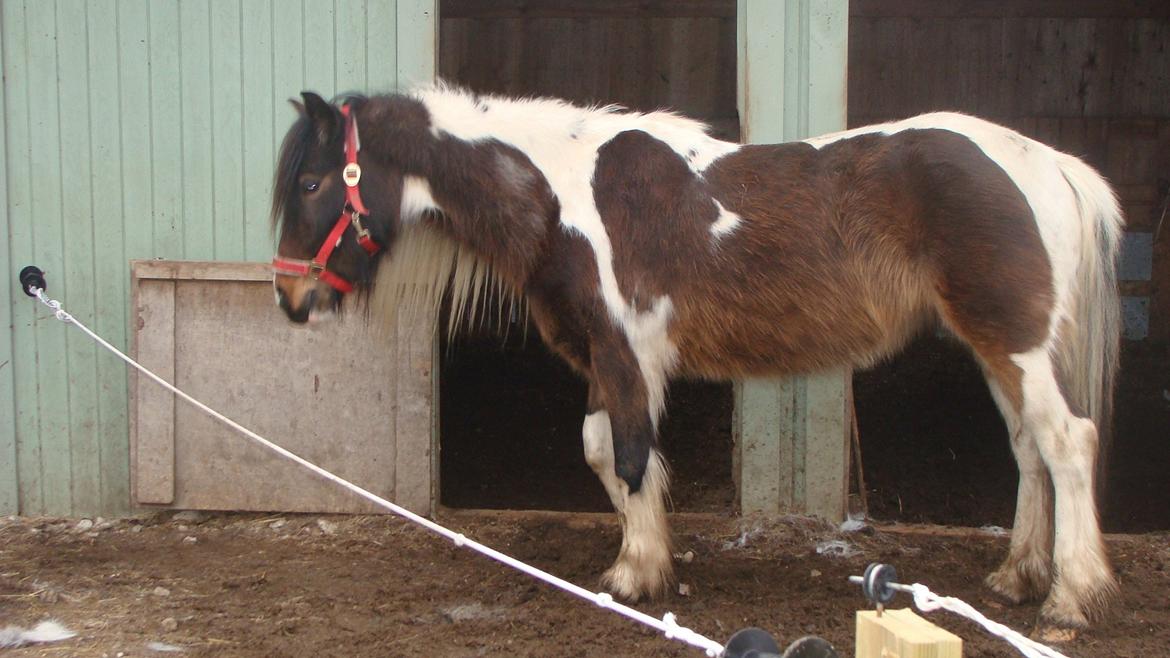 Irish Cob Dancer billede 13