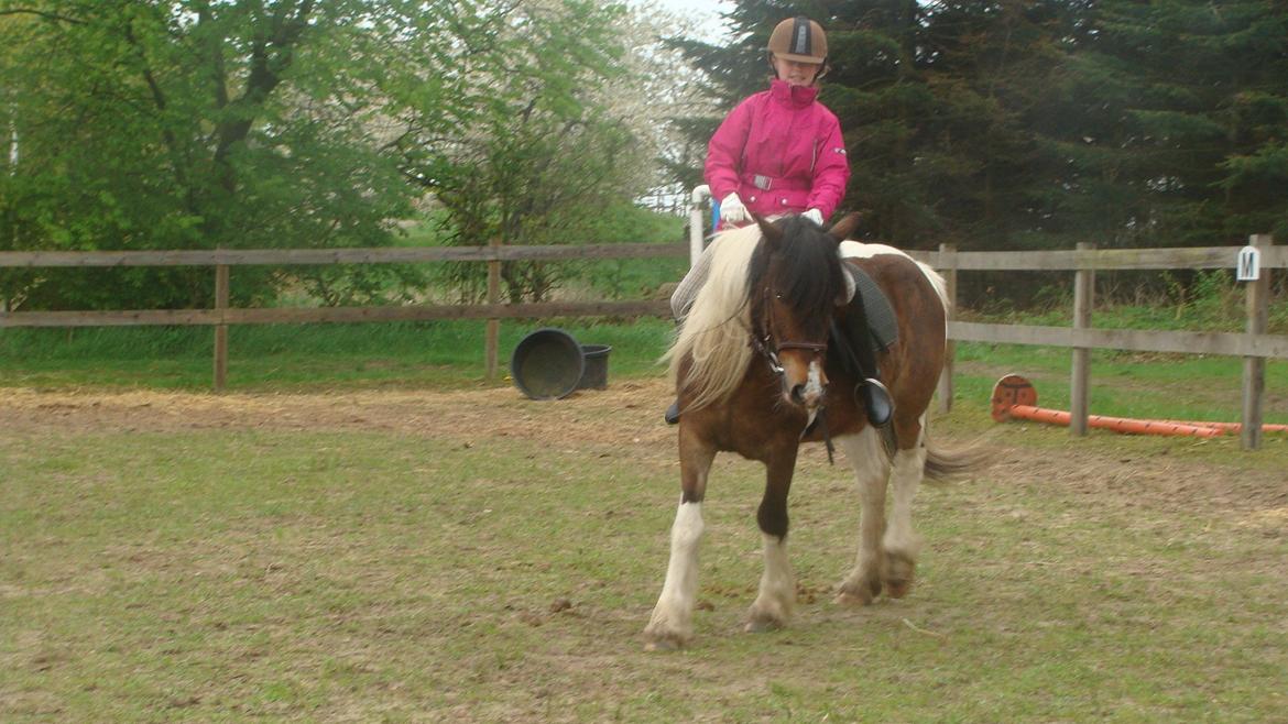 Irish Cob Dancer billede 14