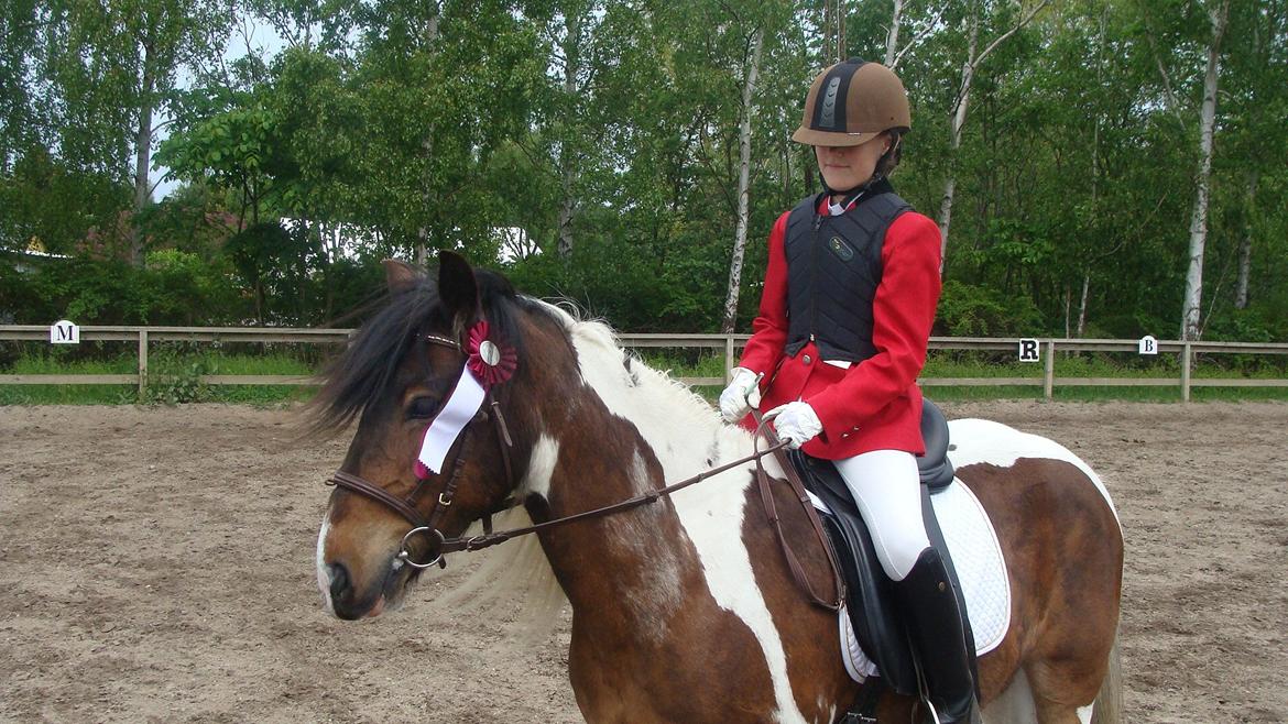Irish Cob Dancer billede 15