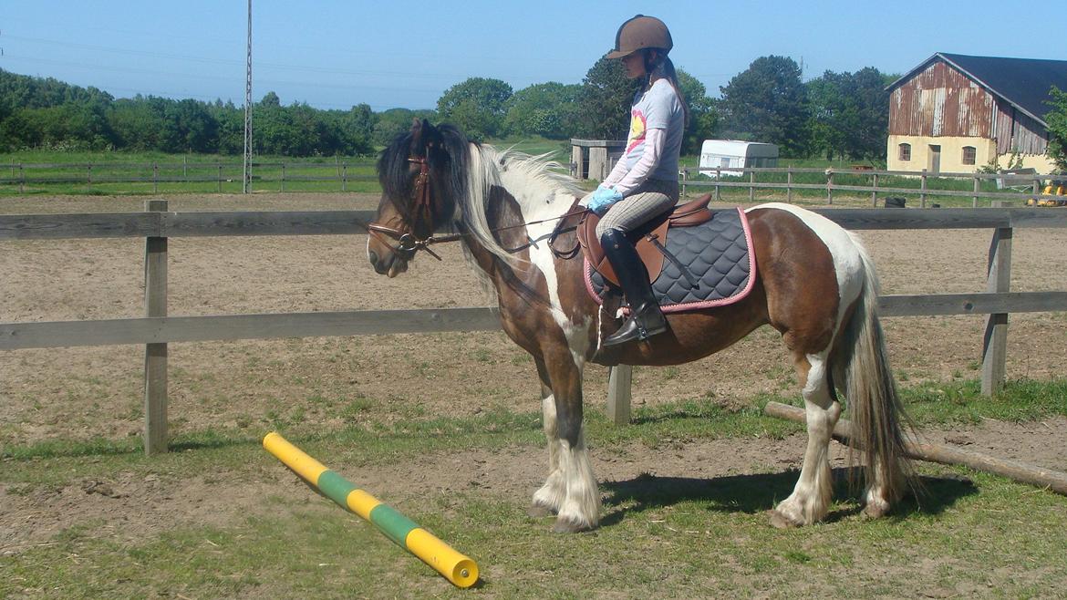 Irish Cob Dancer billede 16