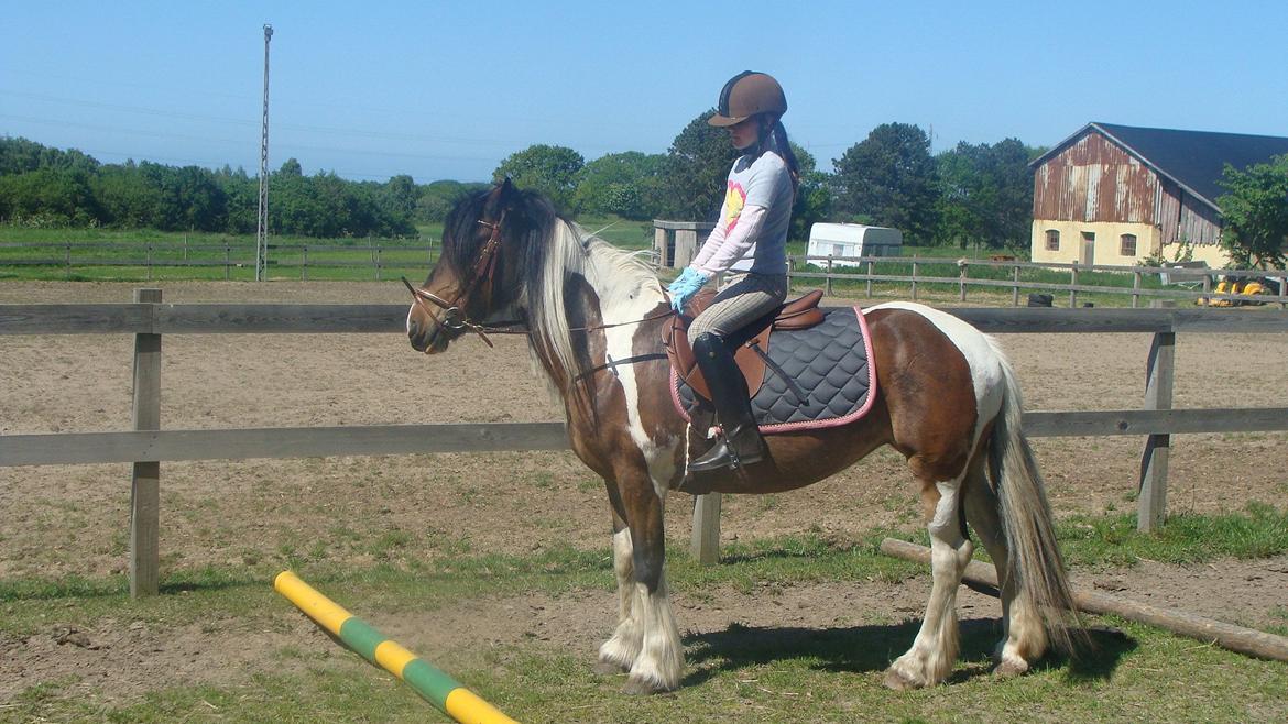 Irish Cob Dancer billede 17