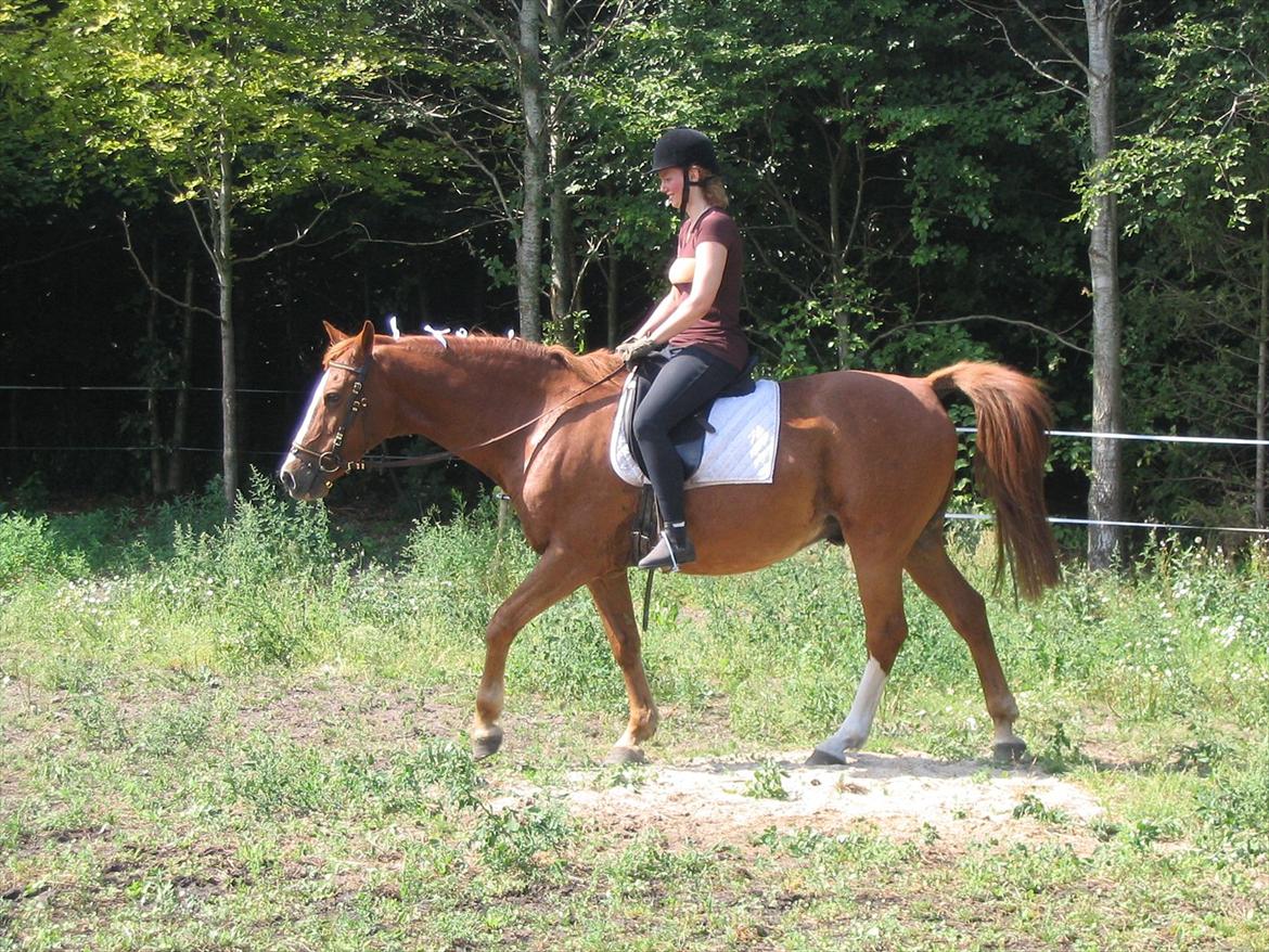 Dansk Varmblod Pegasus - Velkommen til Pegasus´s profil

Min kusine ridder(hun har aldrig redet før)
2007:-) billede 1