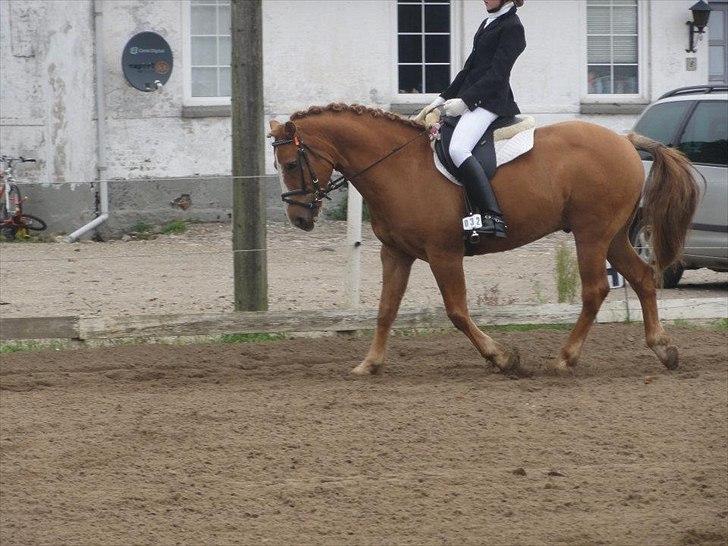 Anden særlig race Cavaliére Cadeau - (Calle) - Stævne LC1 - først uplaceret billede 7