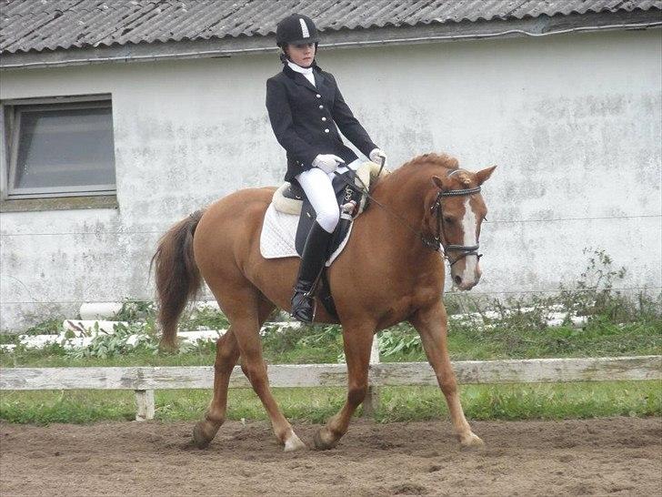 Anden særlig race Cavaliére Cadeau - (Calle) - stævne LC1 - først uplaceret billede 8