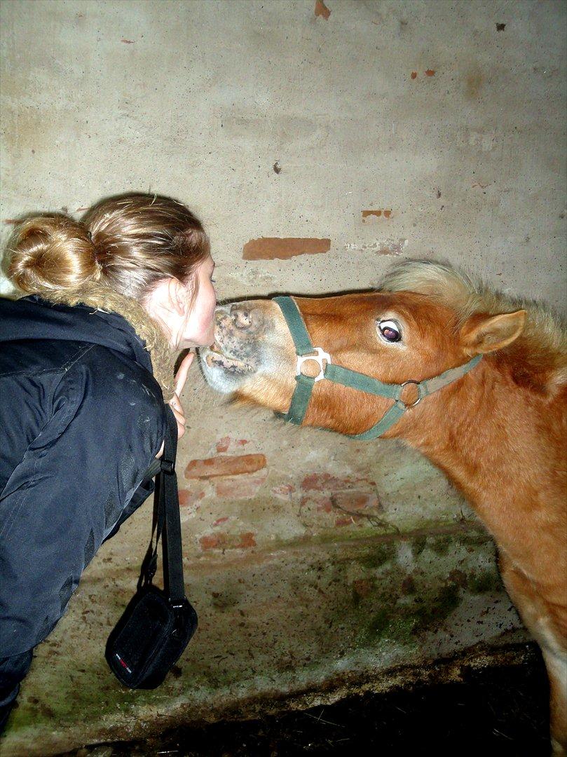 Shetlænder Cookie - Guldklumpen. - MIT STØRSTE SAVN! - A kiss to you, is not just a kiss. Every kiss i give you, is a to tell you i love you. So boy i hope you know, that i love you a lot. *-: billede 16