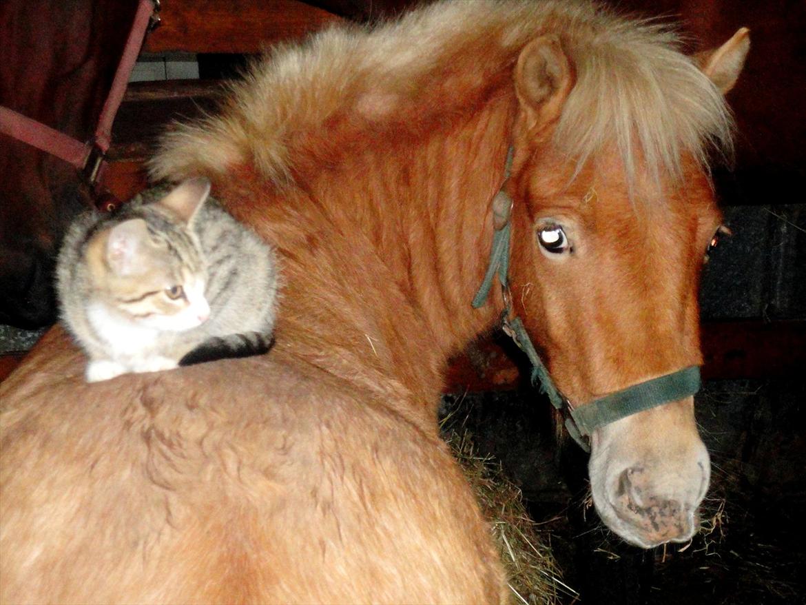 Shetlænder Cookie - Guldklumpen. - MIT STØRSTE SAVN! - Du den mest trofaste, mest kælne, mest venlige, og fantastiske pony man kan få.  billede 17