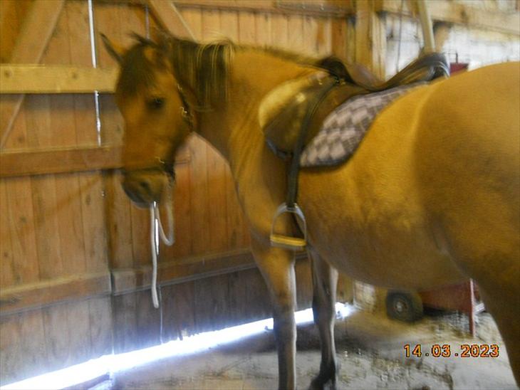 {{currentPhoto.altText}} billede {{currentPhoto.number}}