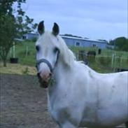 Anden særlig race Hørsted`s Morgan Chalgall