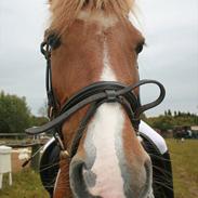 Pinto Indy Girl [tidl. Hest]