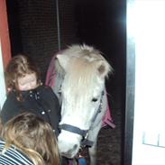 Svensk Sportspony  champis