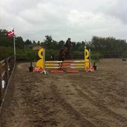 Dansk Varmblod Katholts Costa