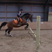 Dansk Varmblod Olivia *Tulle*