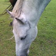 Anden særlig race Sisi - Part