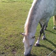 Anden særlig race Sisi - Part