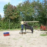 Shetlænder Tulle (MY LITTLE SOULMATE) <3 SOLGT ! :(