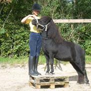 Shetlænder Tulle (MY LITTLE SOULMATE) <3 SOLGT ! :(