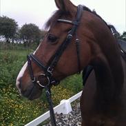 Dansk Varmblod Menuet