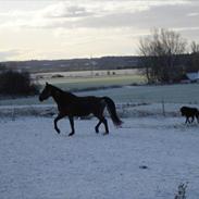 Anden særlig race Sonni