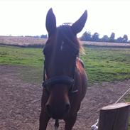 Anden særlig race Sonni