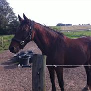 Anden særlig race Sonni