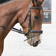 Anden særlig race Jupiter [ Himmel Hest ]