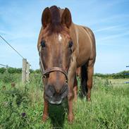 Dansk Varmblod Lind-I (Tidl. passer hest)