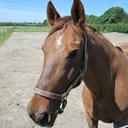 Dansk Varmblod Lind-I (Tidl. passer hest)