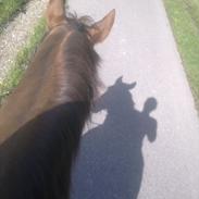 Dansk Varmblod Lind-I (Tidl. passer hest)