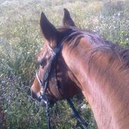 Dansk Varmblod Lind-I (Tidl. passer hest)