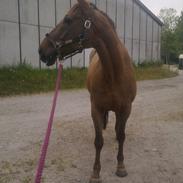 Dansk Varmblod Lind-I (Tidl. passer hest)