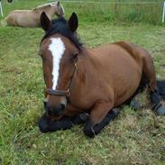 Anden særlig race Gabi