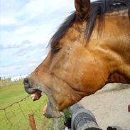 Anden særlig race Gabi