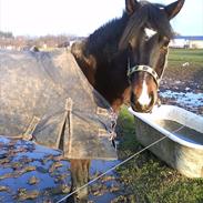 New Forest Sunshine<3