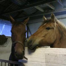 Anden særlig race B.S