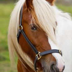 Irish Cob Lady O´Shye Light (Blondie)(Himmelhest)