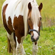 Irish Cob Lady O´Shye Light (Blondie)(Himmelhest)