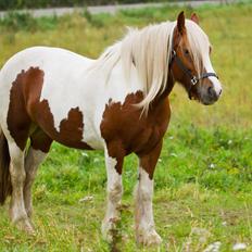Irish Cob Lady O´Shye Light (Blondie)(Himmelhest)