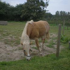 Tyroler Haflinger Elghusets Wallow