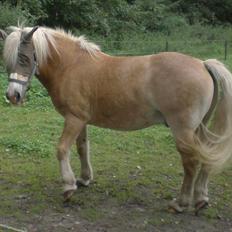Tyroler Haflinger Elghusets Wallow